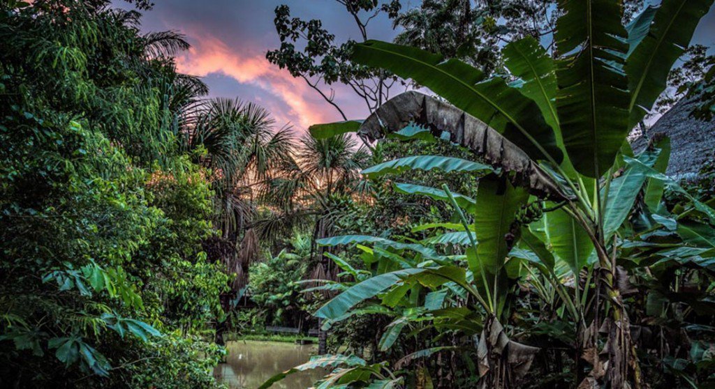 A Mind-Blowing Journey Into The Jungle For The Sacred, Life-Altering Ayahuasca Psychedelic