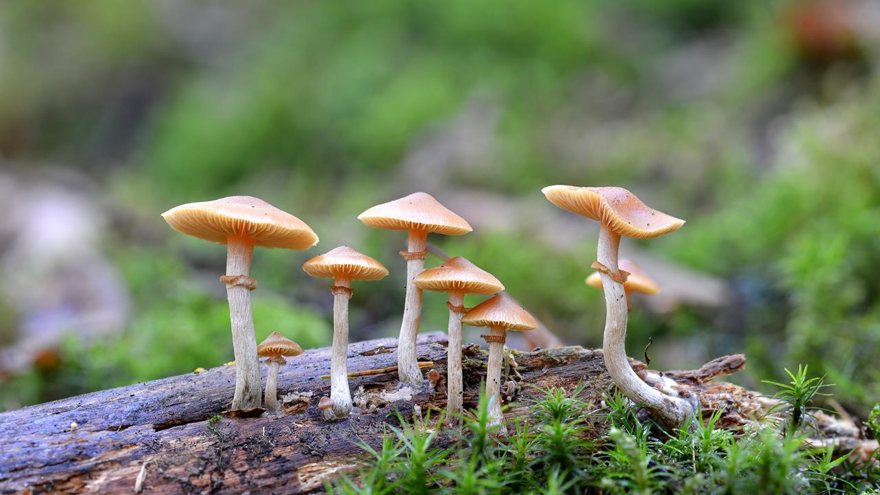Beautiful Mushrooms