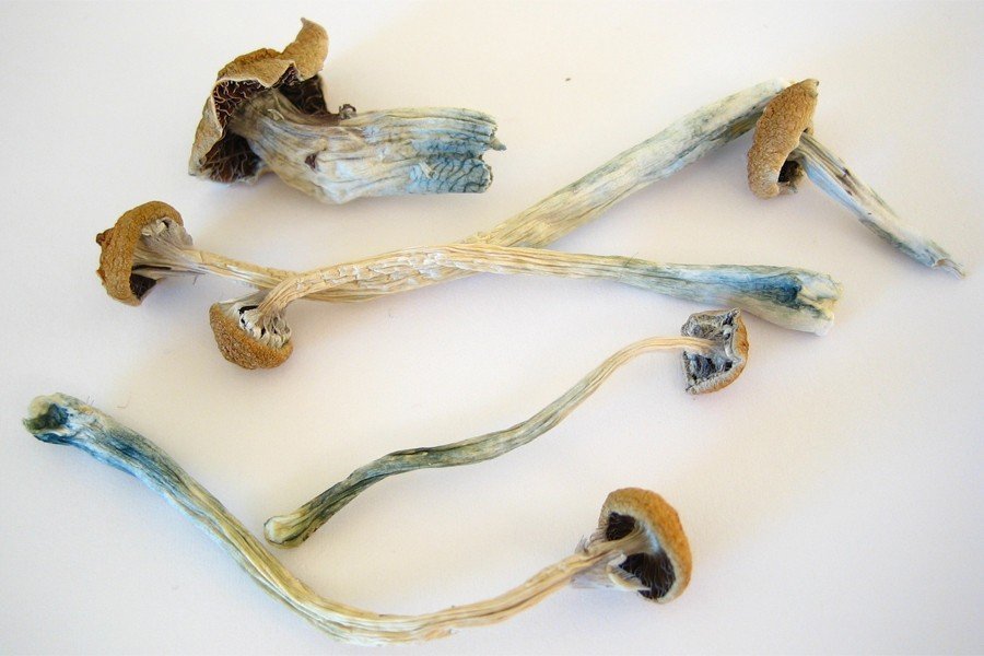 Hallucinogen in ‘Magic Mushrooms’ Helps Longtime Smokers Quit in Hopkins Trial