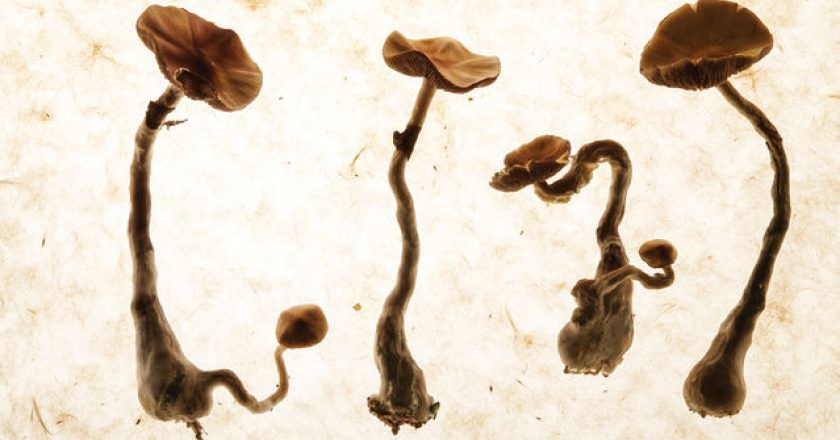 Trip to Sobriety: Psychedelics & Addiction