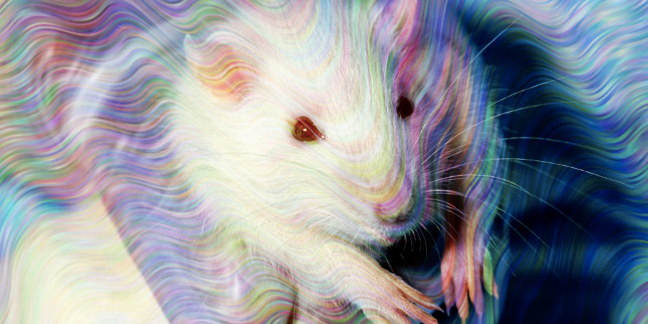 DMT Found to Cause Birth Defects in Rats