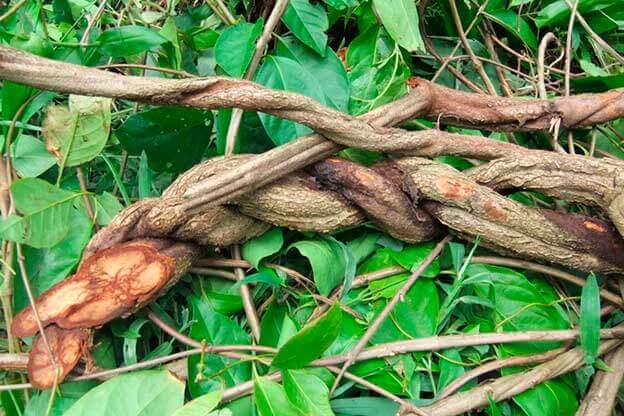 The Banisteriopsis caapi, a vine found in the jungles of South America, and used to brew the psychedelic drink ayahuasca.