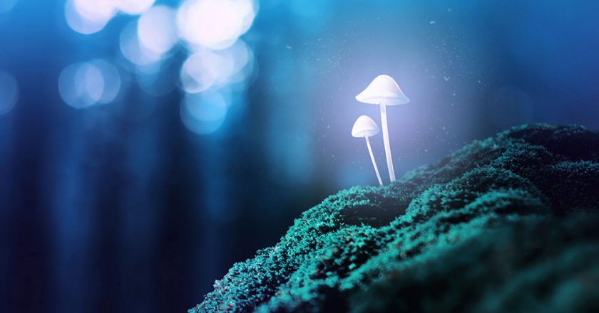 11 Odd Facts About 'Magic' Mushrooms