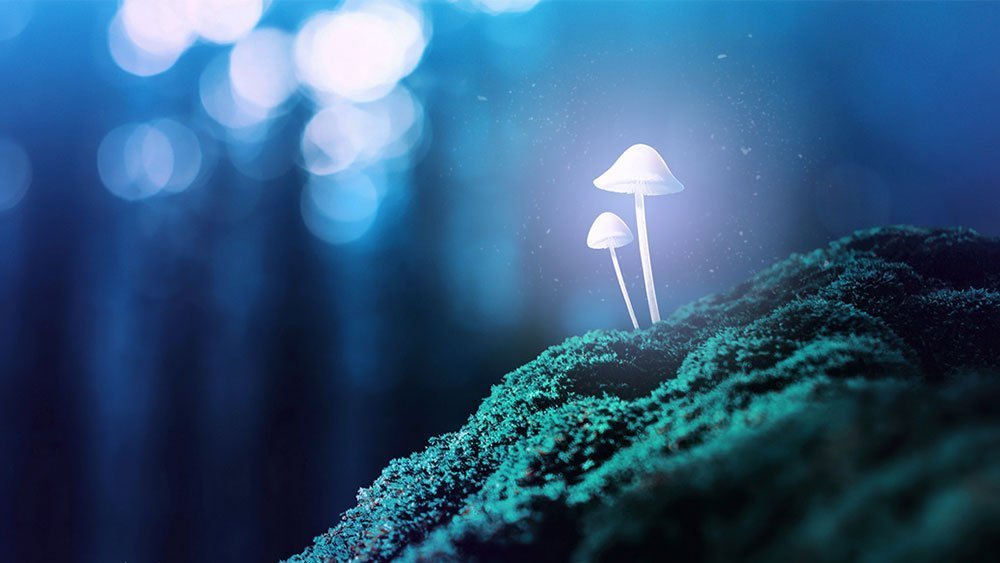 11 Odd Facts About ‘Magic’ Mushrooms 11 Odd Facts About 'Magic' Mushrooms