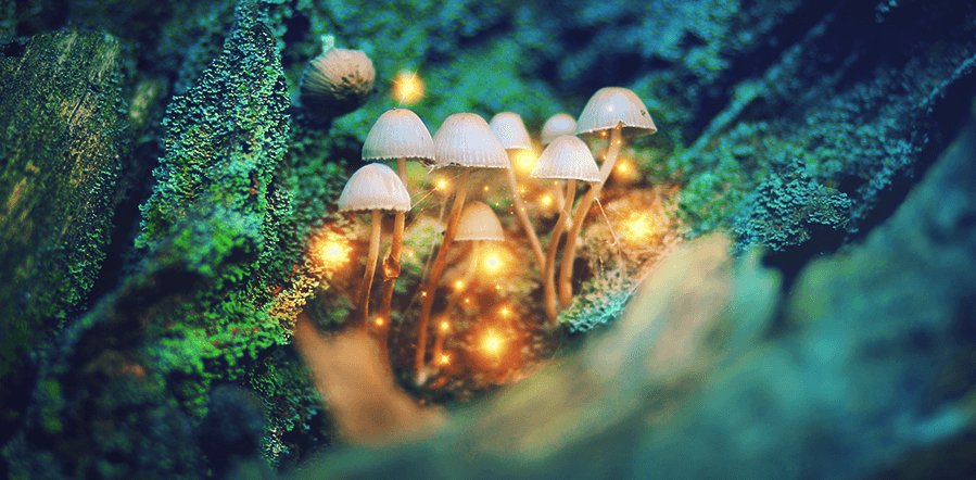 It Isn’t Hippie Talk – Science Proves “Magic” Mushrooms Expand Your Mind