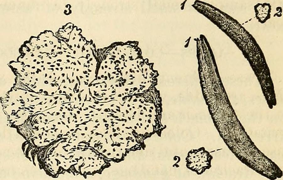 Image: Internet Archive Book Images/Flickr