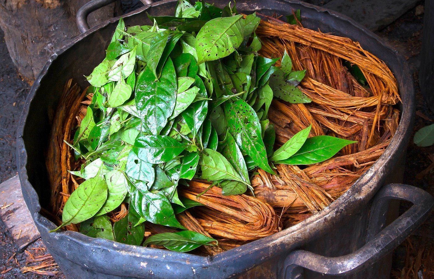 Psychoactive Plant May Hold Key to Reversing Diabetes Psychoactive Plant May Hold Key to Reversing Diabetes