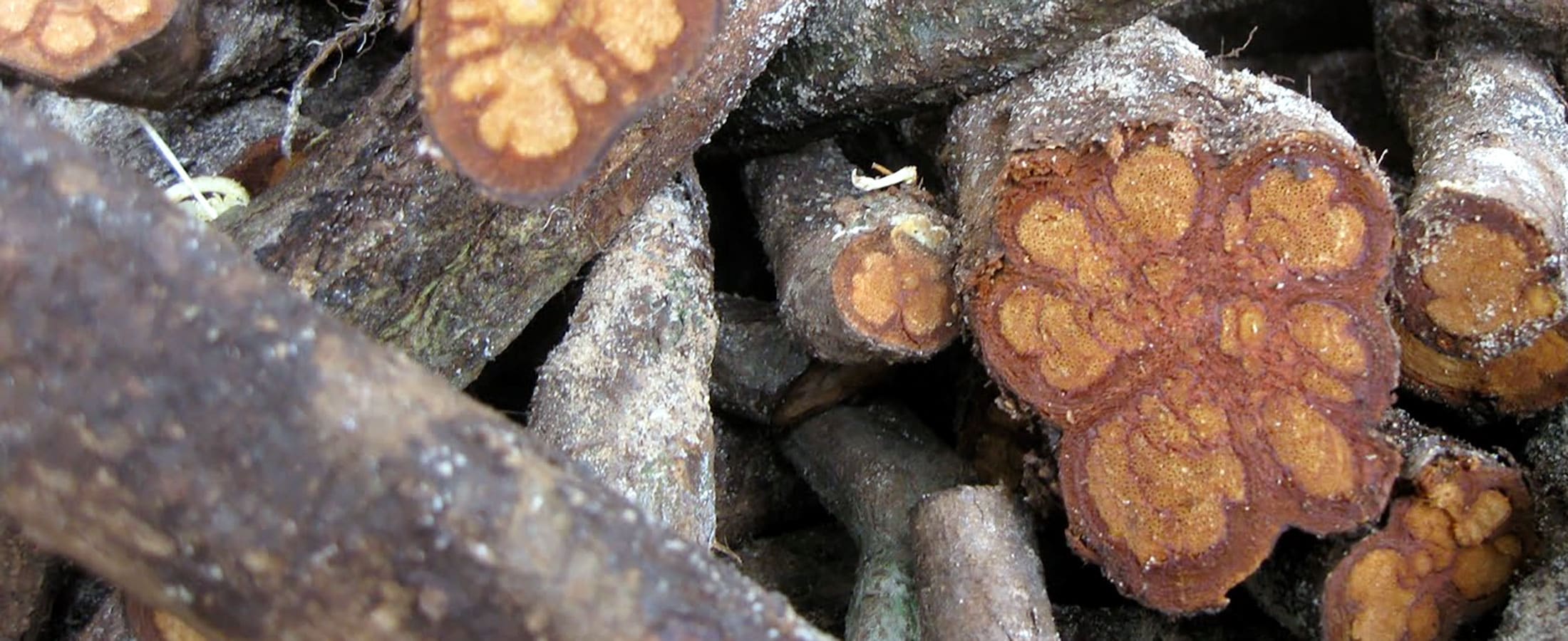 Ayahuasca Root Bark