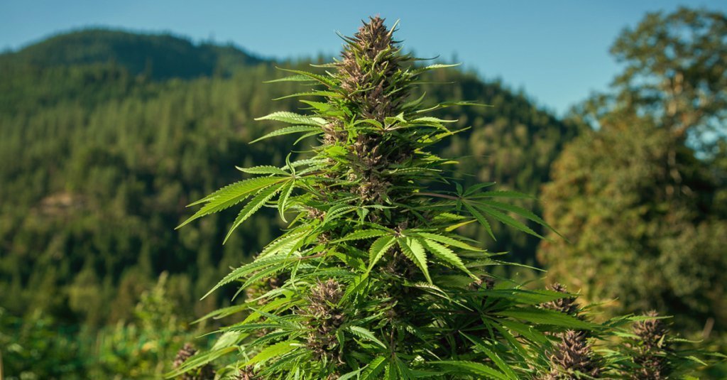 Cannabis