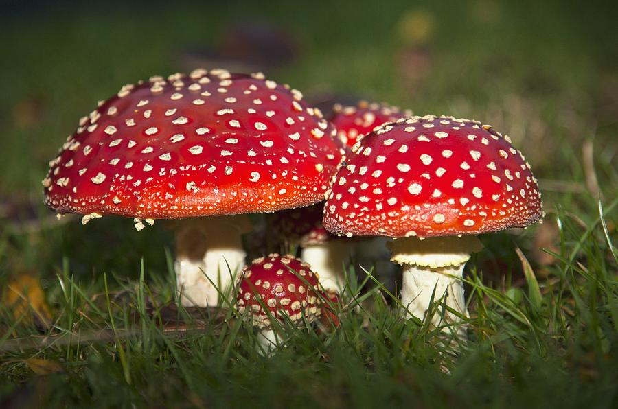 Fly Agaric Mushrooms (Amanita Muscaria)