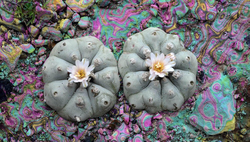 Peyote (Mescaline)