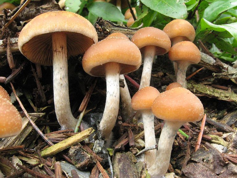 Magic Mushrooms (Psilocybin)