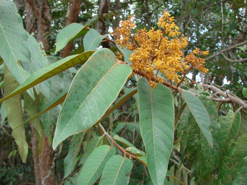 Virola