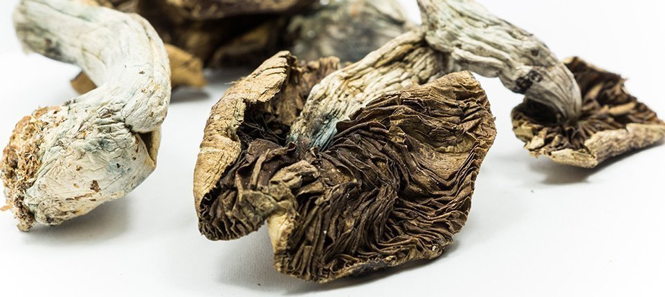 Single Dose Of “Magic” Mushrooms May Improve Personality Permanently Single Dose Of “Magic” Mushrooms May Improve Personality Permanently
