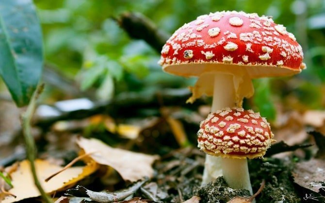 The Quest To Find The Rarest And Most Potent Magic Mushroom Ever