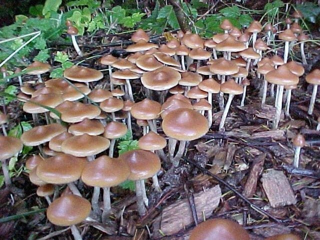 Psilocybe Azurescens