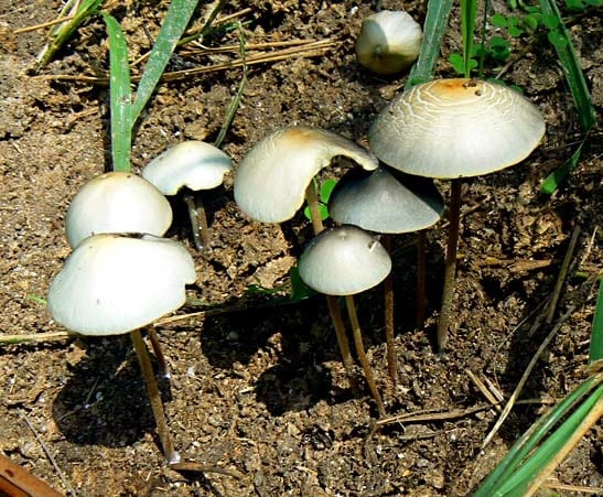 Panaeolus Cyanescens