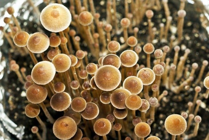 Psilocybe Tampanensis