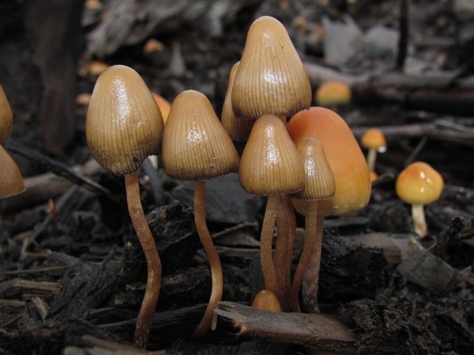 Psilocybe Aztecorum