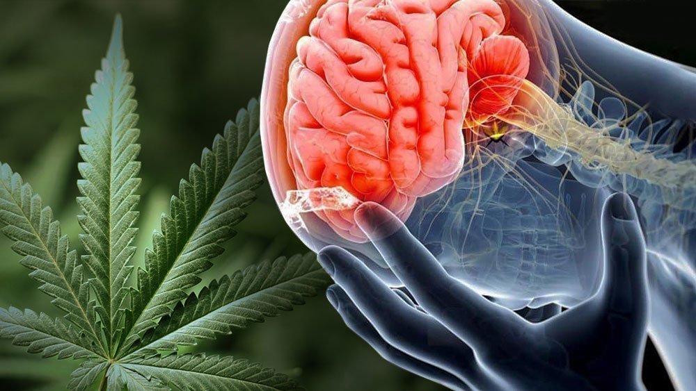 Why Smoking Pot Feels So Good: New Neuroscience Explains Marijuana And The Brain