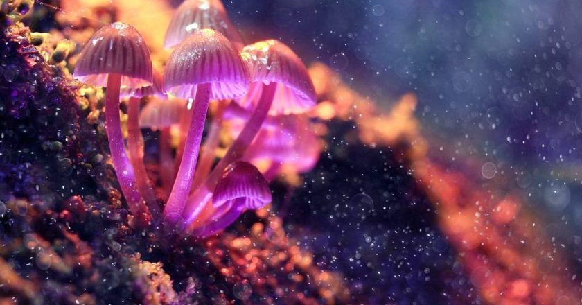 Why You Must Try Psychedelics