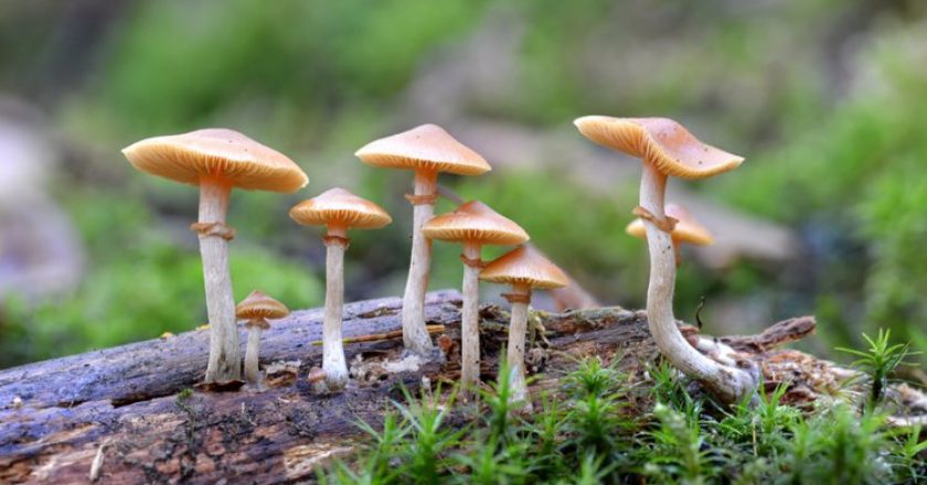 Psilocybin Users Who Trip Without Drugs