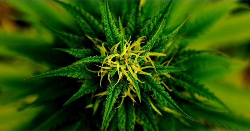 BBC Asks: Can Cannabis Cure Cancer?