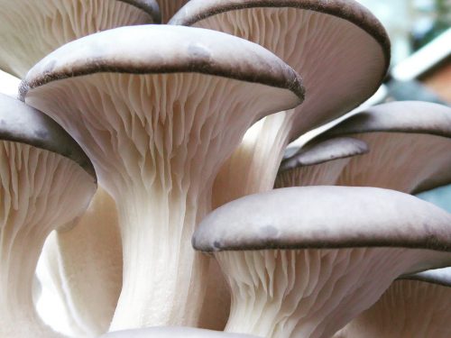 Spirit Molecule - Pearl Oyster Exotic Mushroom Spores