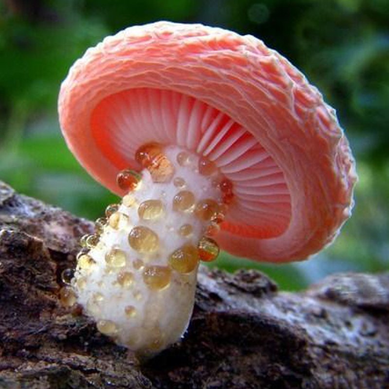 Spirit Molecule - Exotic Mushroom Spores