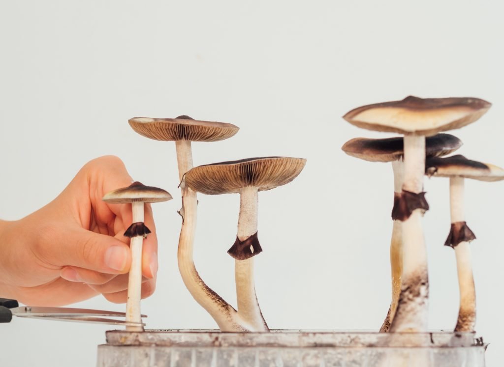 Spirit Molecule – Magic Mushrooms Spirit Molecule - Magic Mushrooms